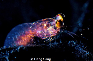 A big-eye bug won't leave diver's glove. by Gang Song 